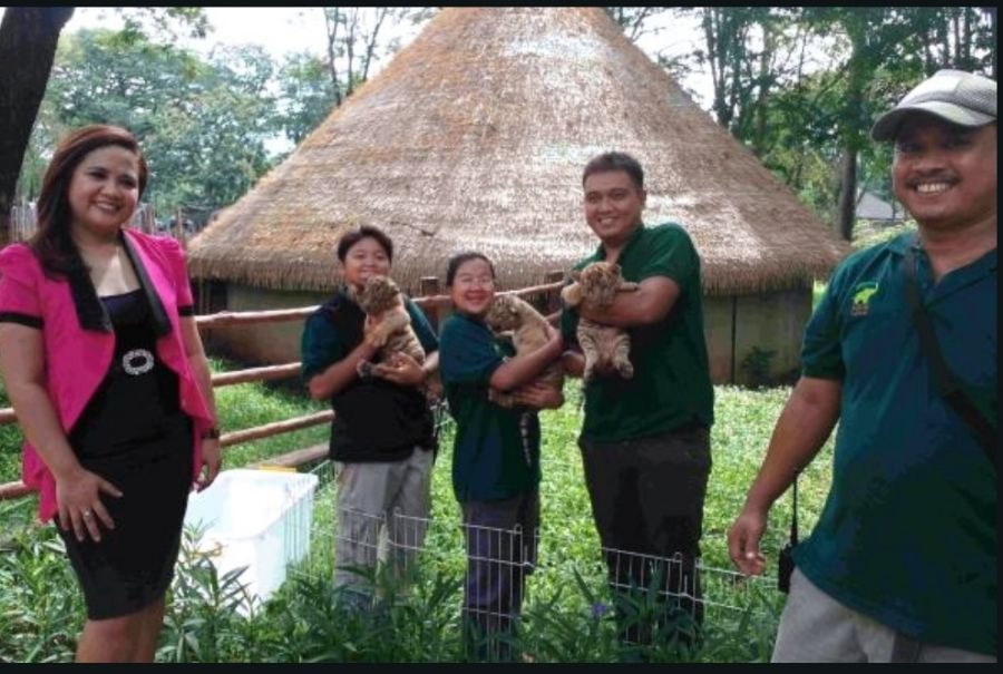 Solo Safari Pamerkan 3 Bayi Harimau Benggala Bagi Wisatawan Sebagai Kado Lebaran 2024