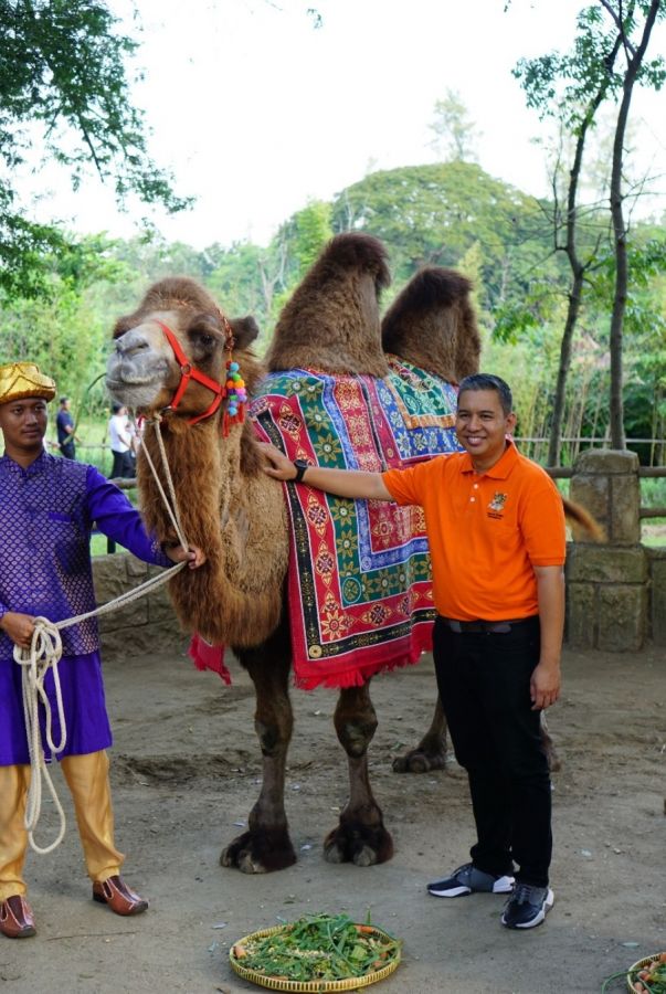 Solo Safari: Parade Spektakuler Rayakan Hari Unta Sedunia