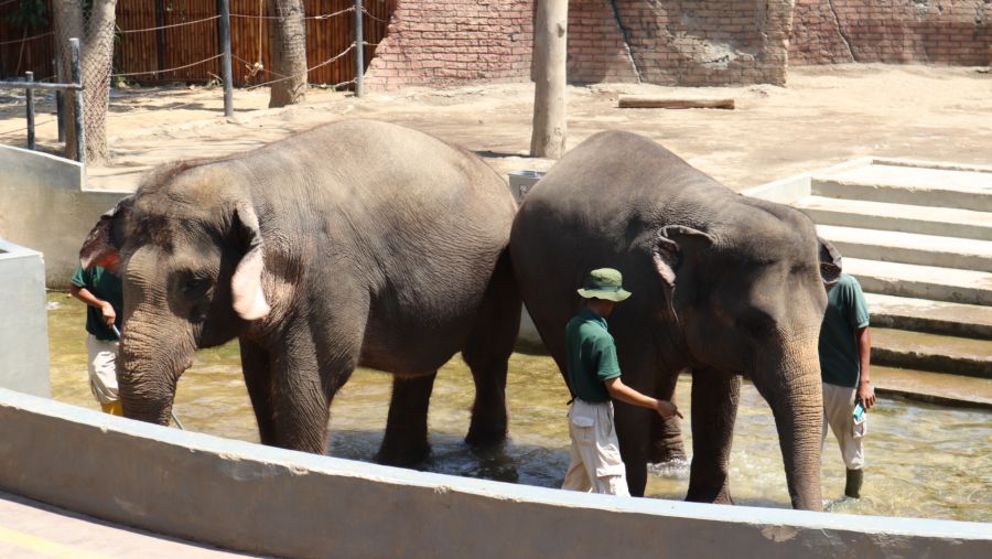 Solo Safari Peringati Hari Gajah Dunia 2024 Dengan Agenda Ini