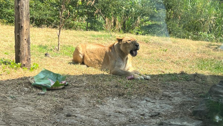Solo Safari Sebagai Destinasi Wisata Konservasi Memperingati Hari Singa Dunia 2024